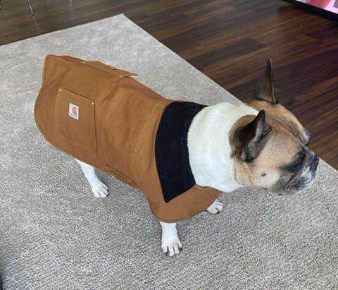 Are Dog Jackets Necessary