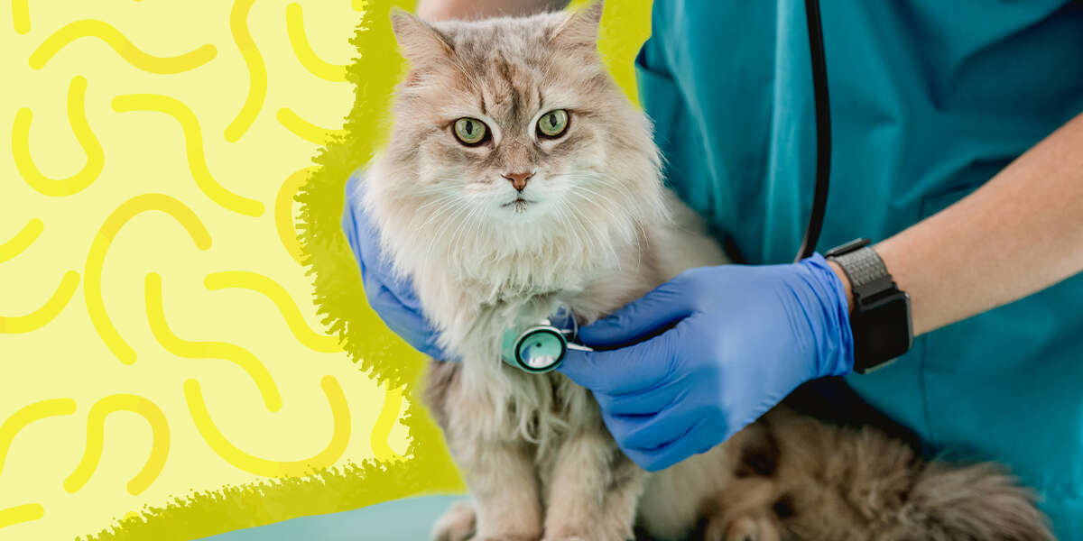 Cat Heartworm Medicine The 4 Best Options To Protect Your Pet