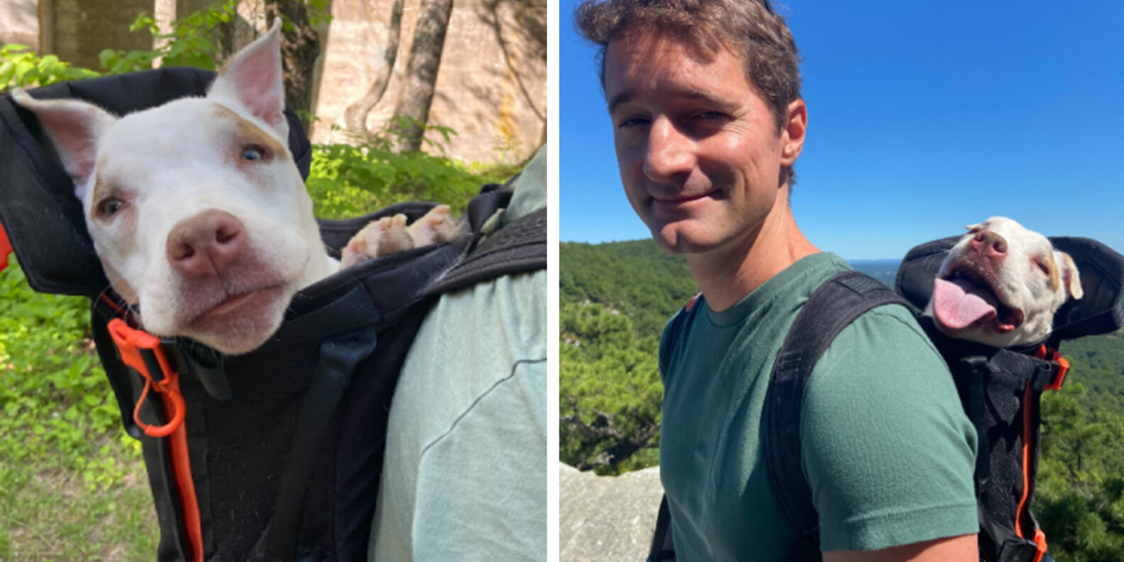 Little Chonk Maxine One Bag Review We Put The Dog Backpack To The Test