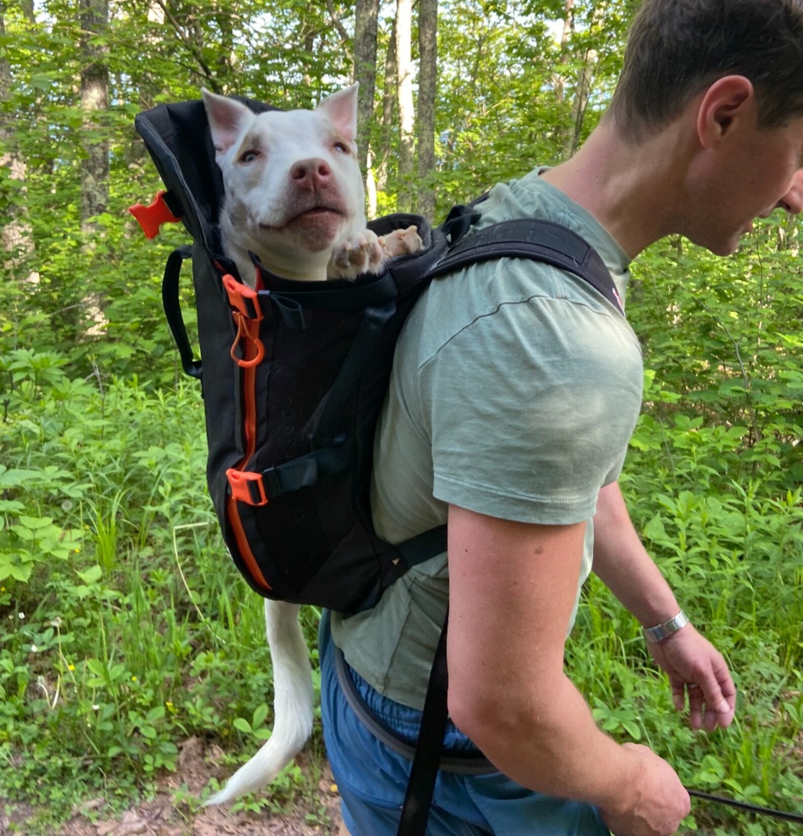 Little Chonk Maxine One Bag Review We Put The Dog Backpack To The Test