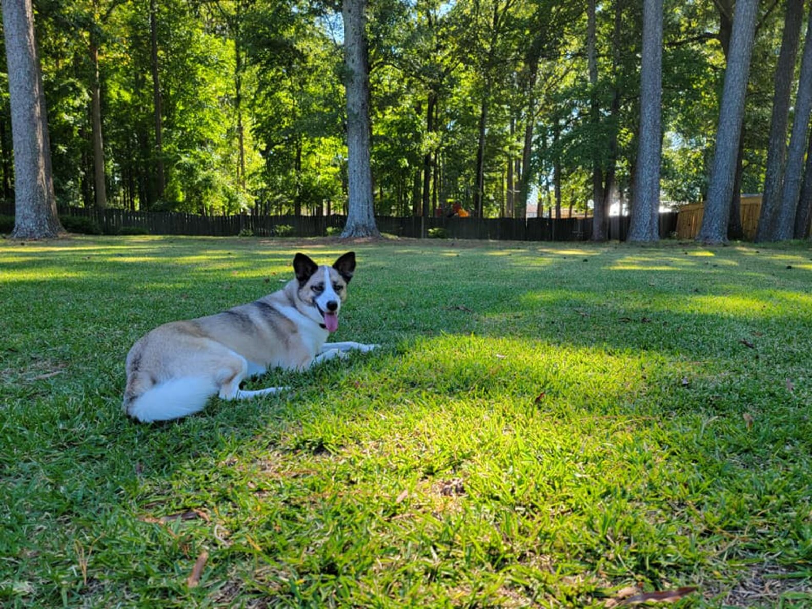 Rico The Rescue Dog Insists On Limping Down Stairs After Mom Breaks Her