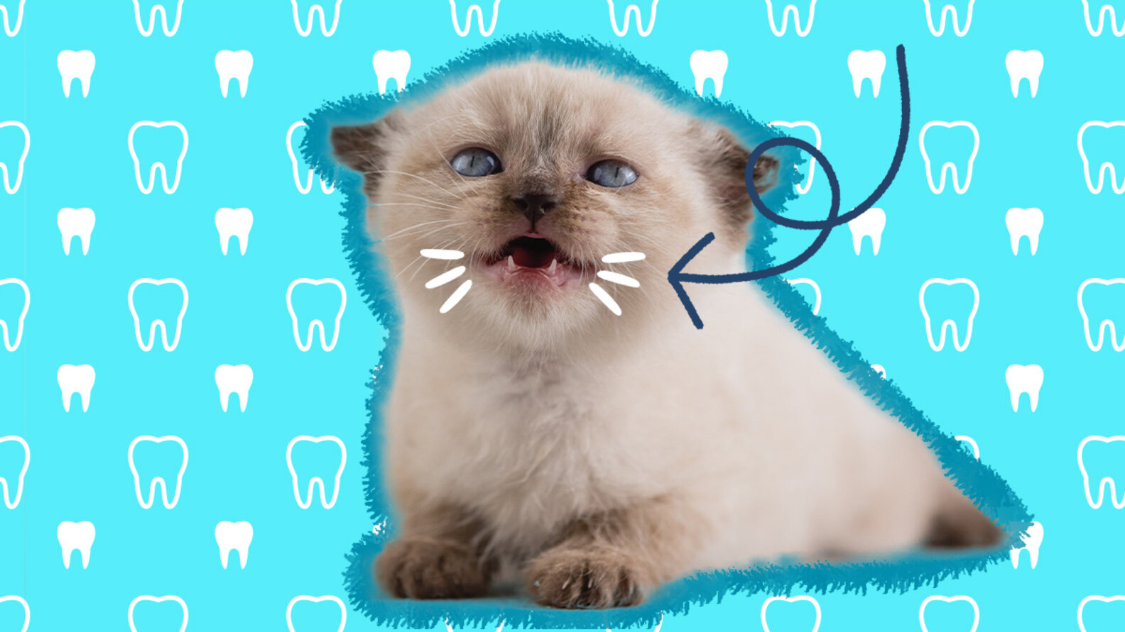 When Do Cats Lose Their Baby Teeth? Here’s What To Expect DodoWell