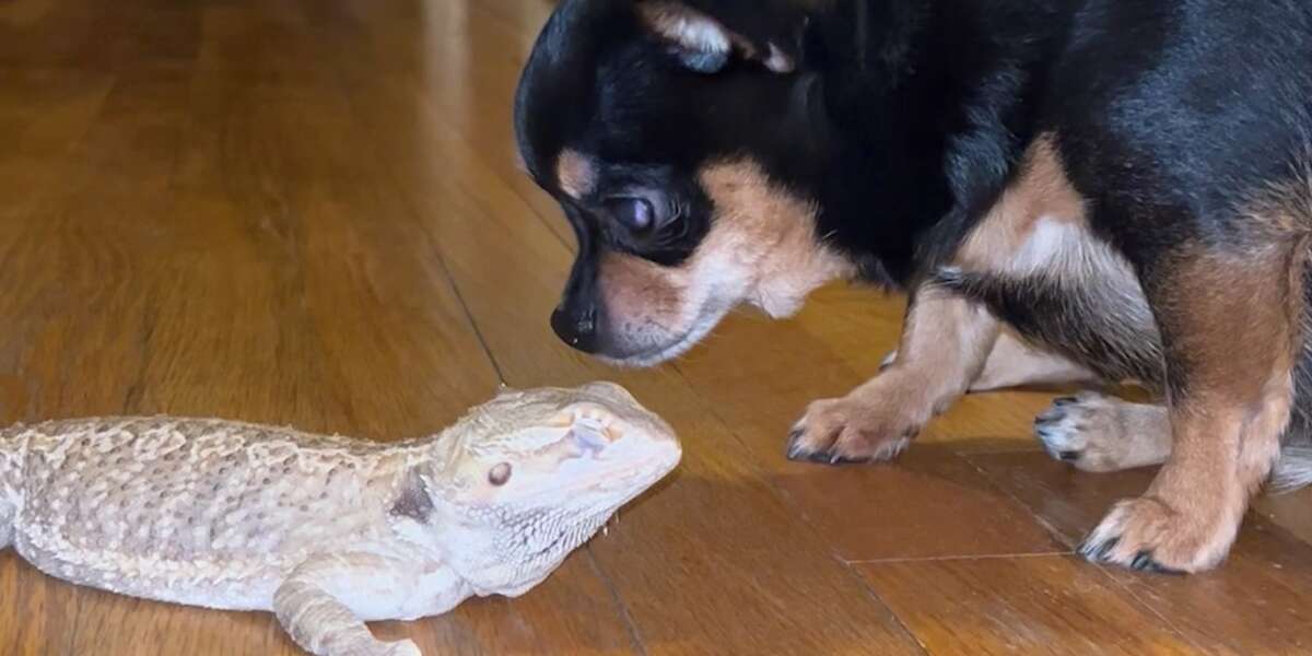 Bearded Dragons And Dogs Can They Be Friends
