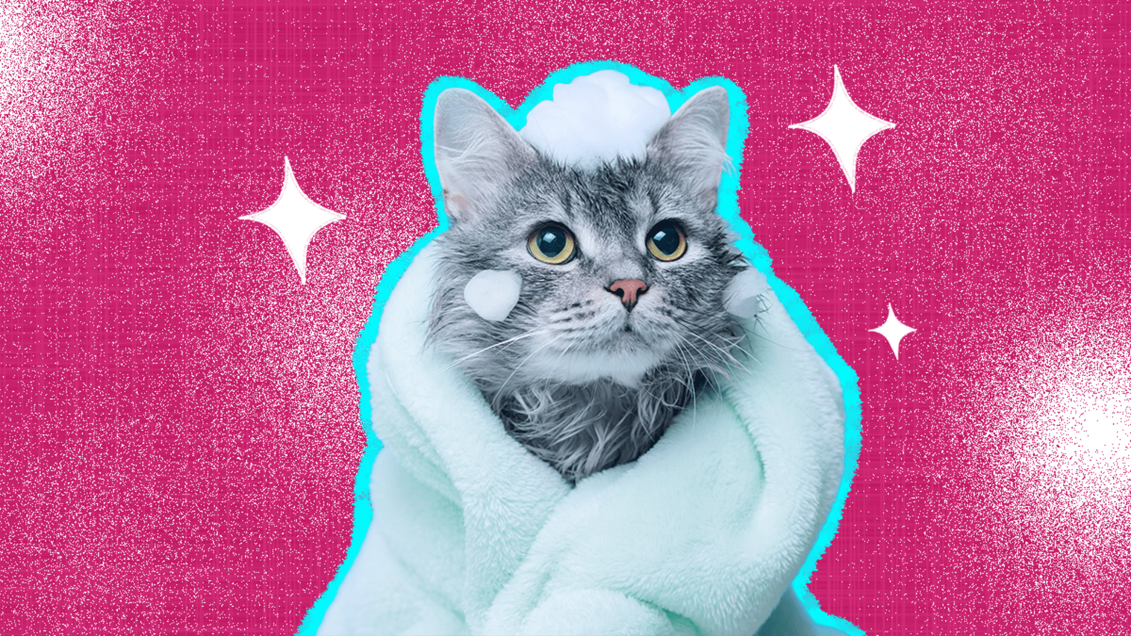 Cat Dandruff The Best Ways To Treat This Skin Condition, According To A Vet Expert DodoWell