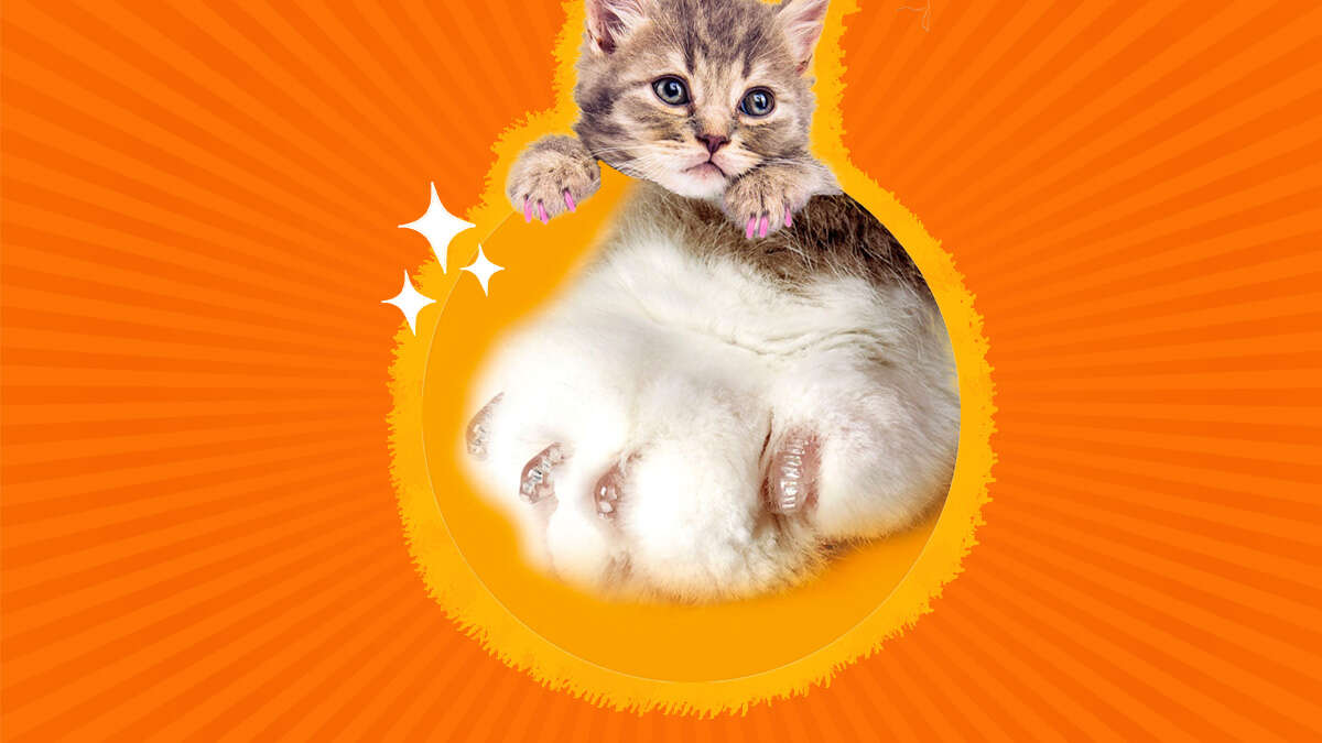 Are Soft Paws Safe For Dogs