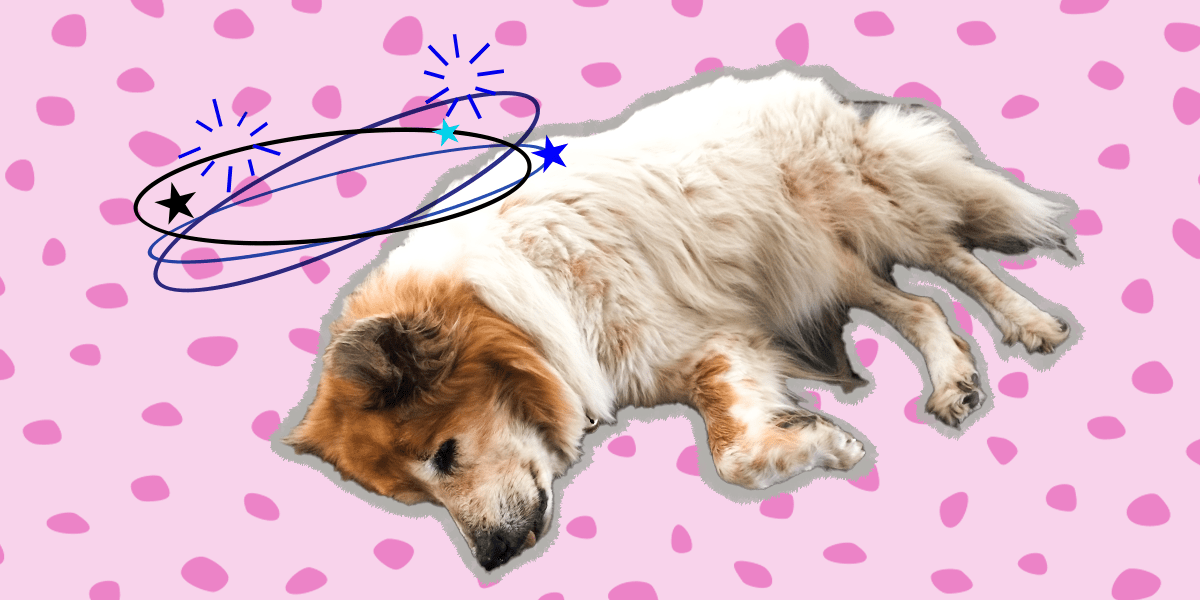 Seizures In Dogs Symptoms, Causes And What To Do If Your Dog Has One DodoWell The Dodo