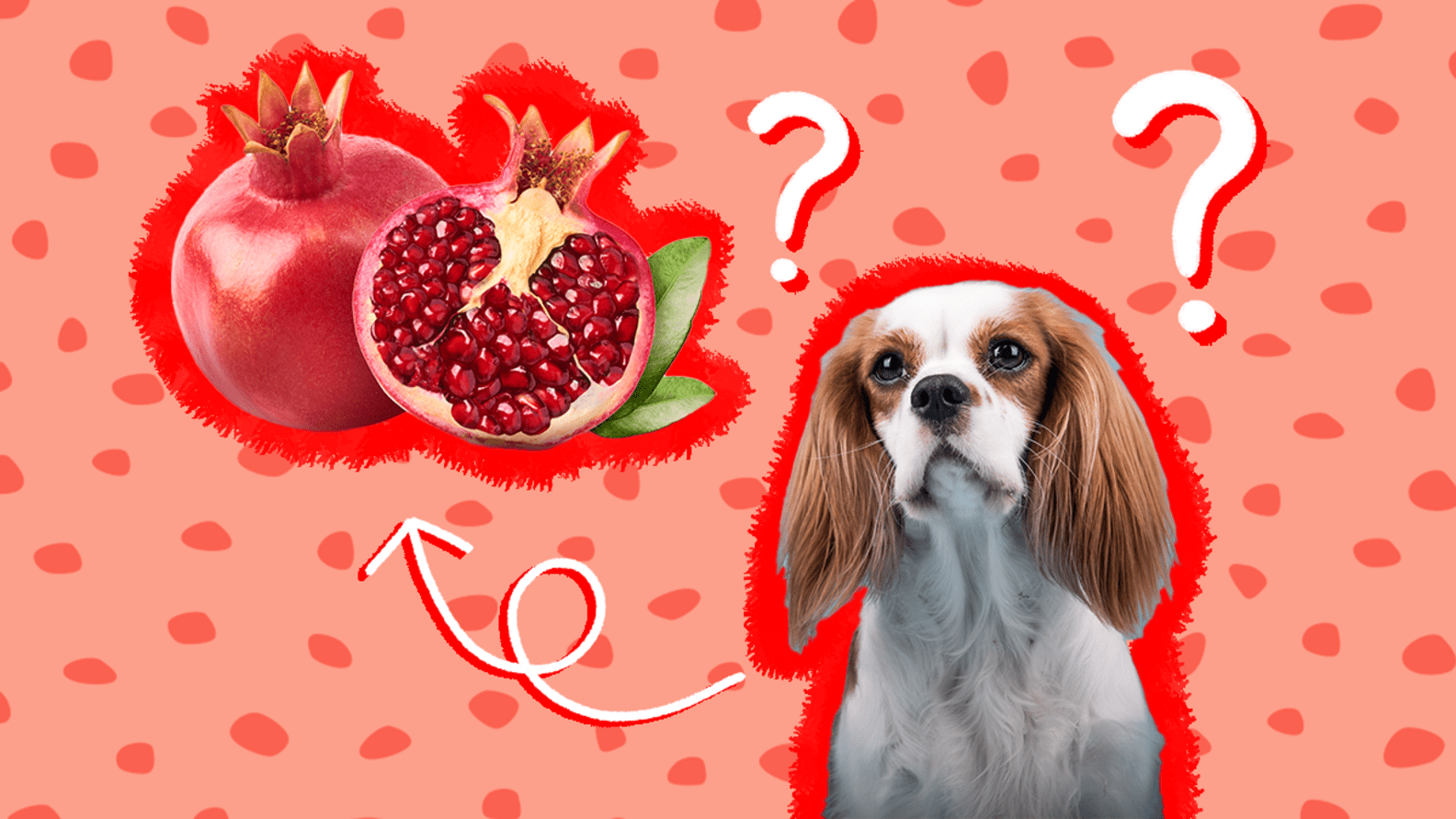Can Dogs Eat Pomegranate Safely? And What About The Skin? DodoWell