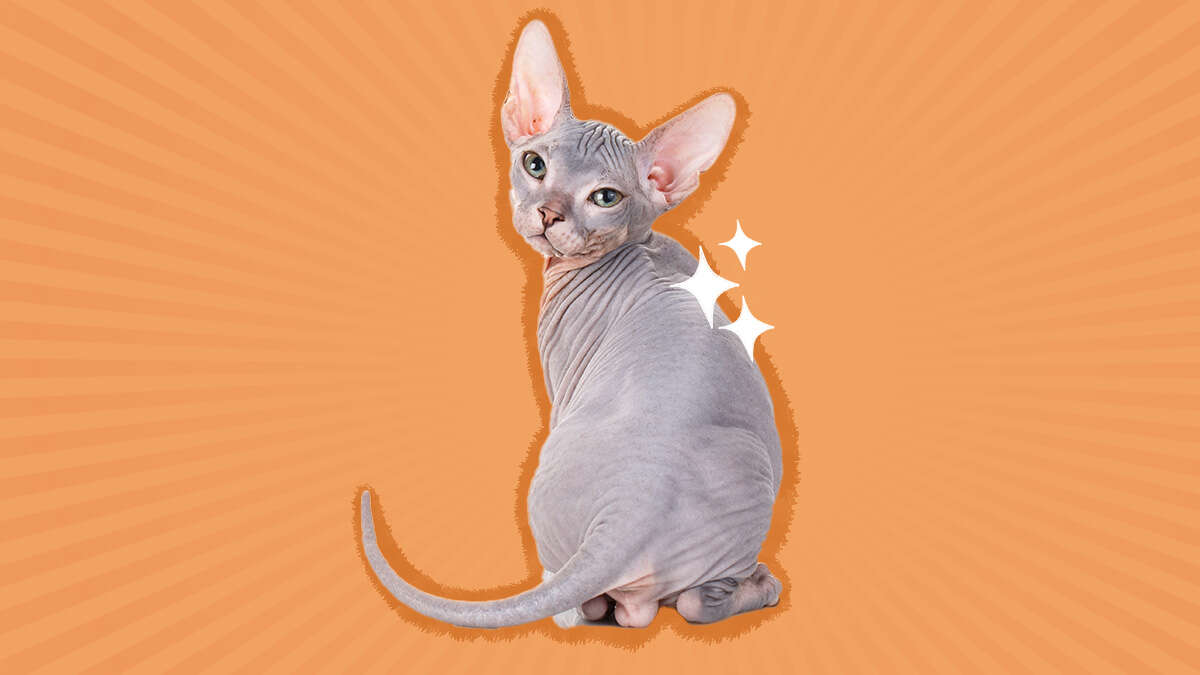 Are Sphynx Cats Like Dogs