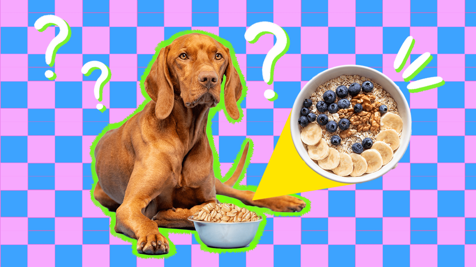 Can Dogs Eat Oatmeal? And How Much Is Safe? DodoWell The Dodo