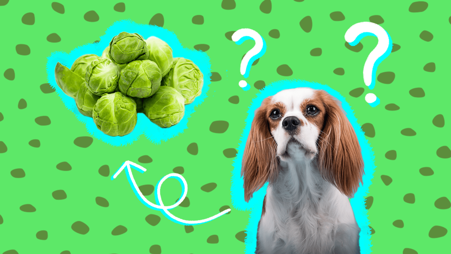 Can Dogs Eat Brussels Sprouts Safely? And How Much Is Safe? DodoWell