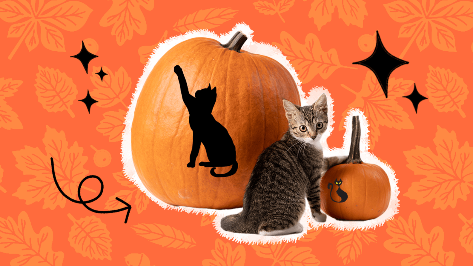 Cat Pumpkin Carving 6 Spooky Designs You Can Carve On Your Halloween