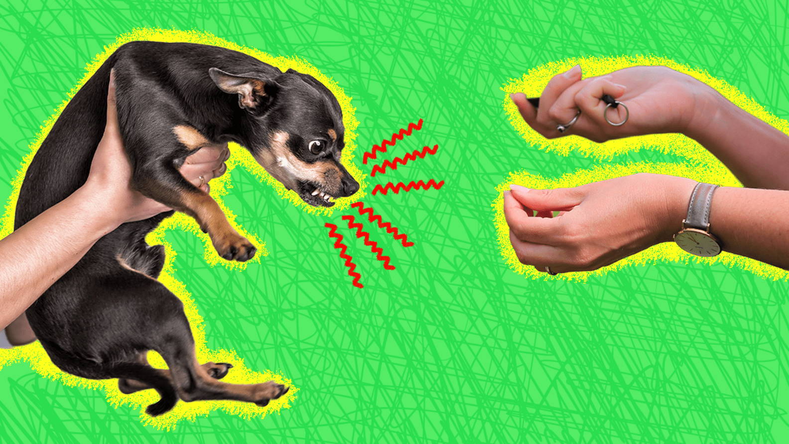 Aggressive Dog Training How It Works And Tips From An Expert