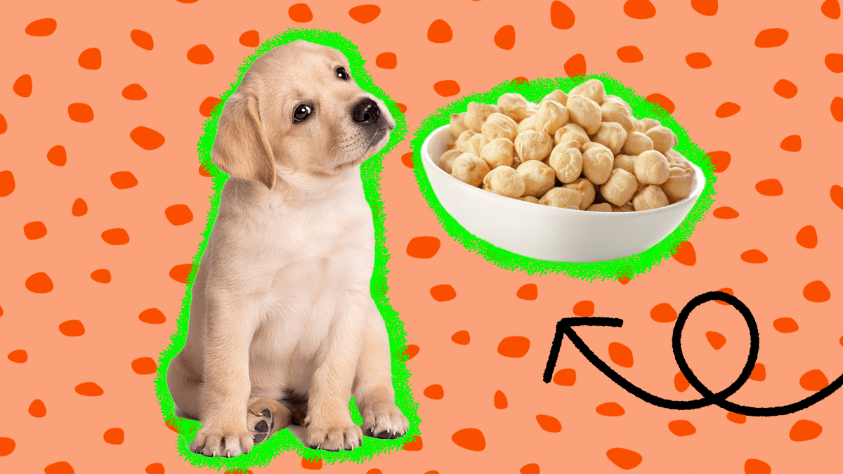 Are Garbanzo Beans Bad For Dogs