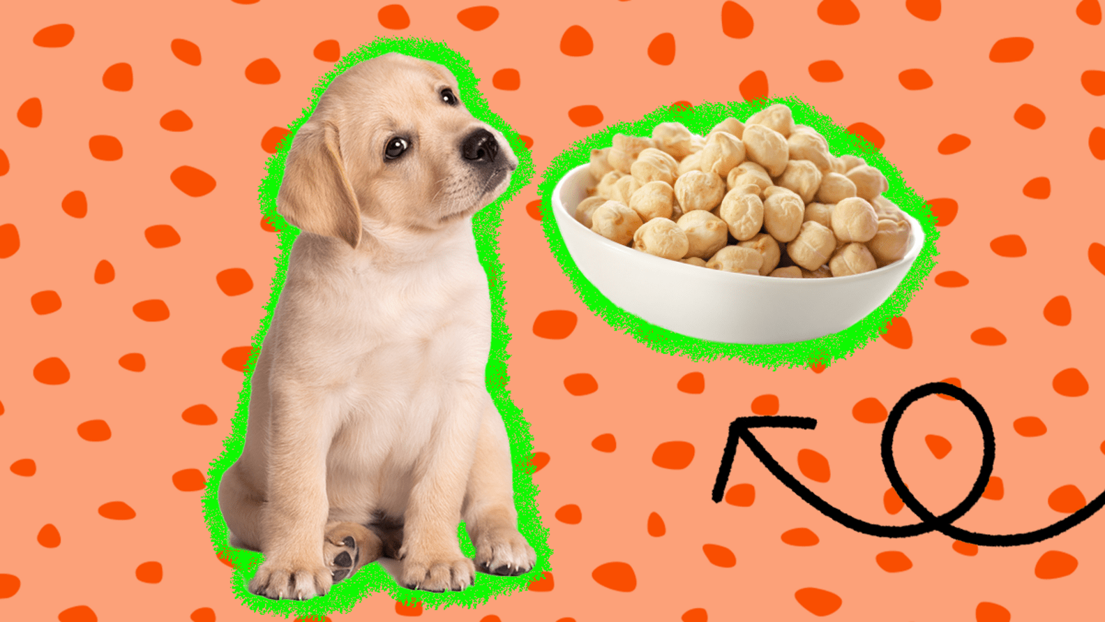 Can Dogs Eat Chickpeas? And What About Hummus? DodoWell The Dodo