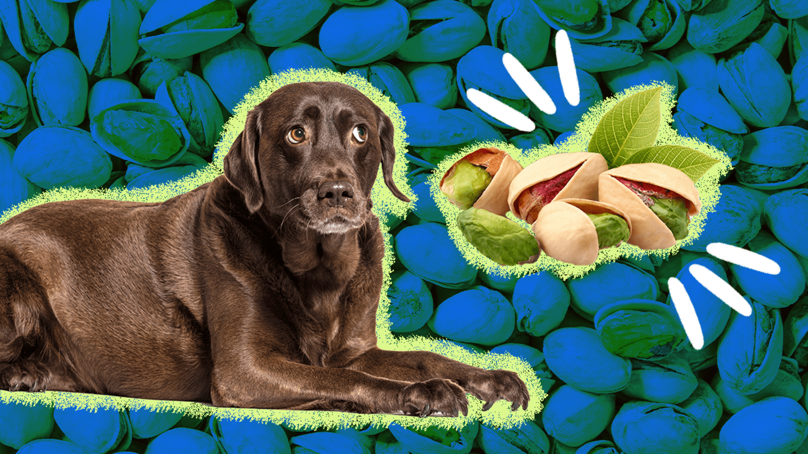Can Dogs Eat Pistachios? The Answer’s Not So Straightforward DodoWell