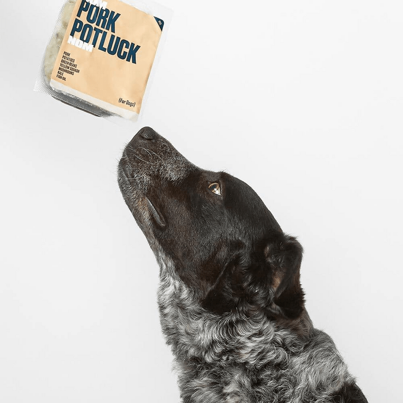 11 Best Dog Food Delivery Subscriptions For Pet Parents DodoWell