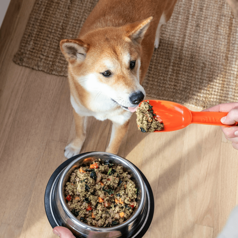 11 Best Dog Food Delivery Subscriptions For Pet Parents DodoWell