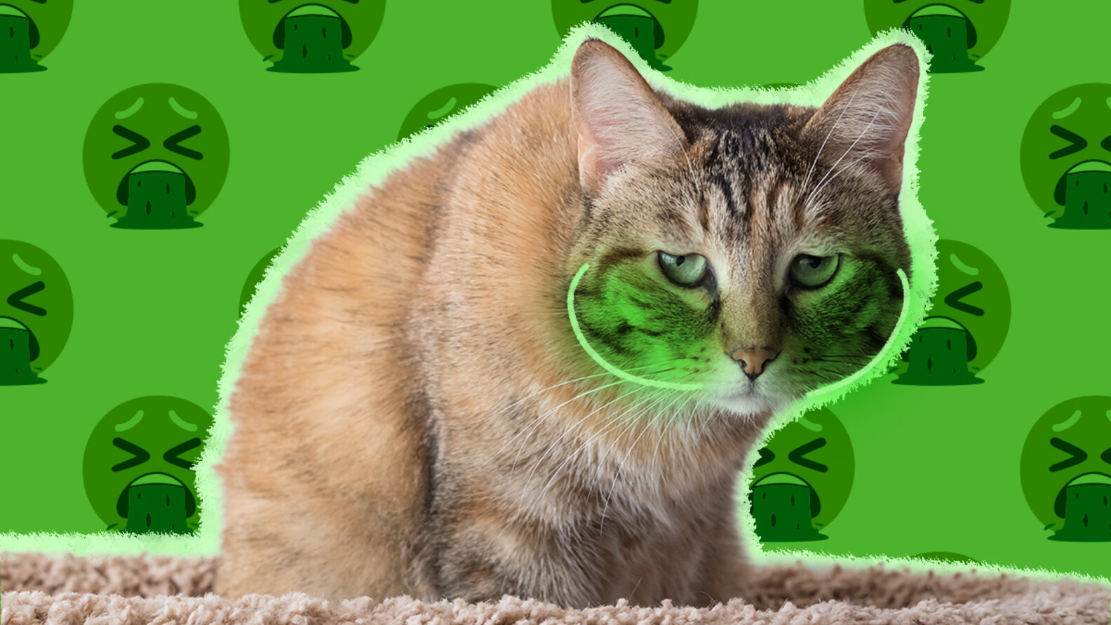 Cat Flu A Vet Expert Explains The Common Causes, Symptoms And