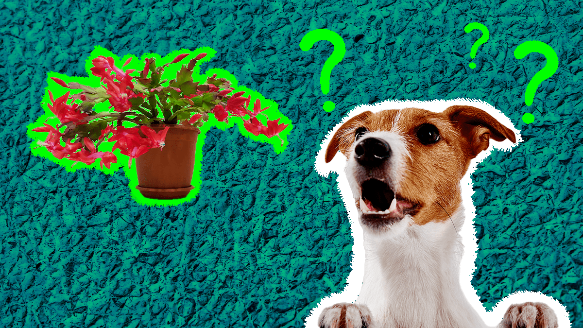 Are Christmas Cactus Toxic To Cats And Dogs