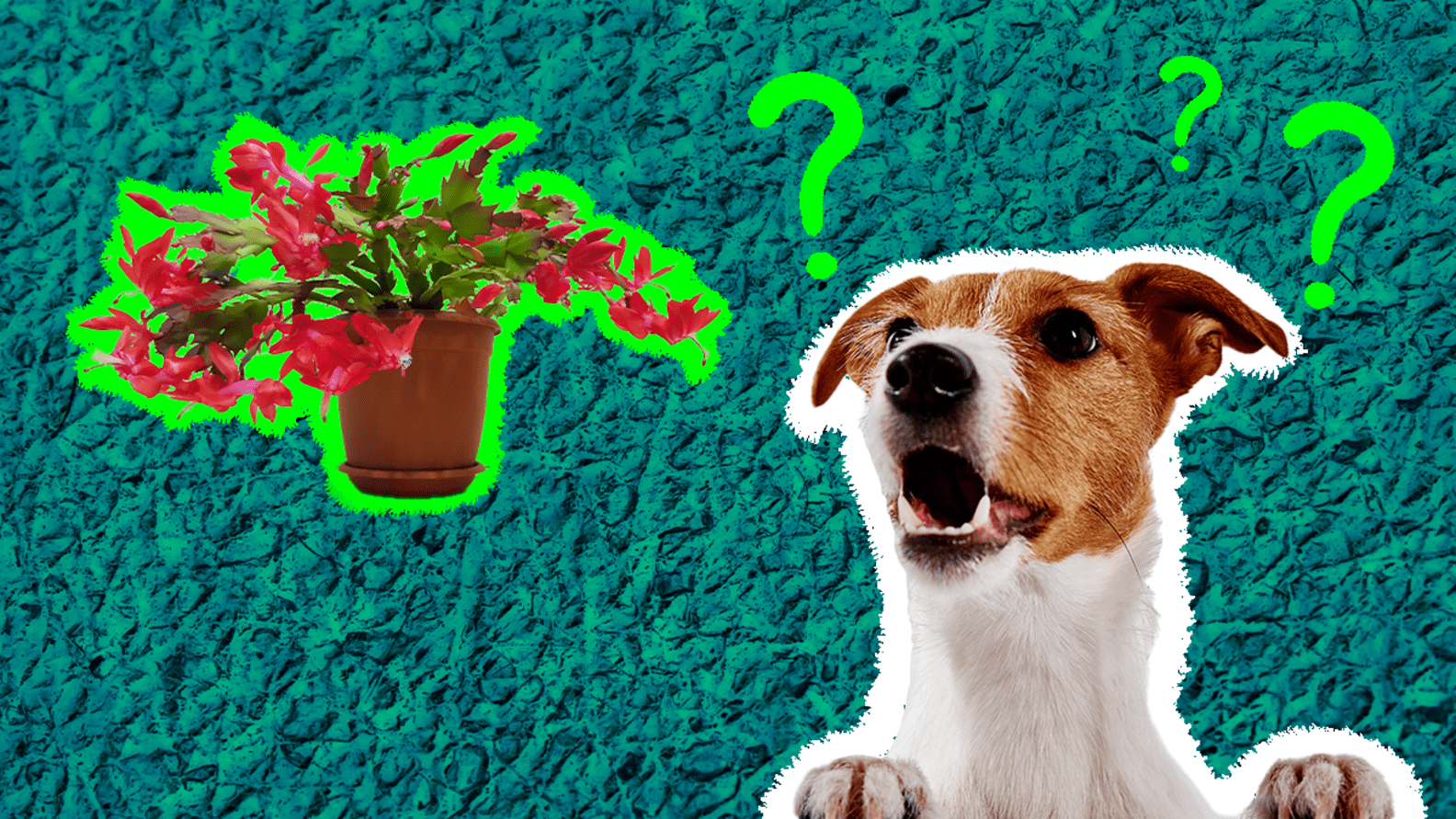 Are Christmas Cactus Poisonous To Dogs? A Vet Explains DodoWell The