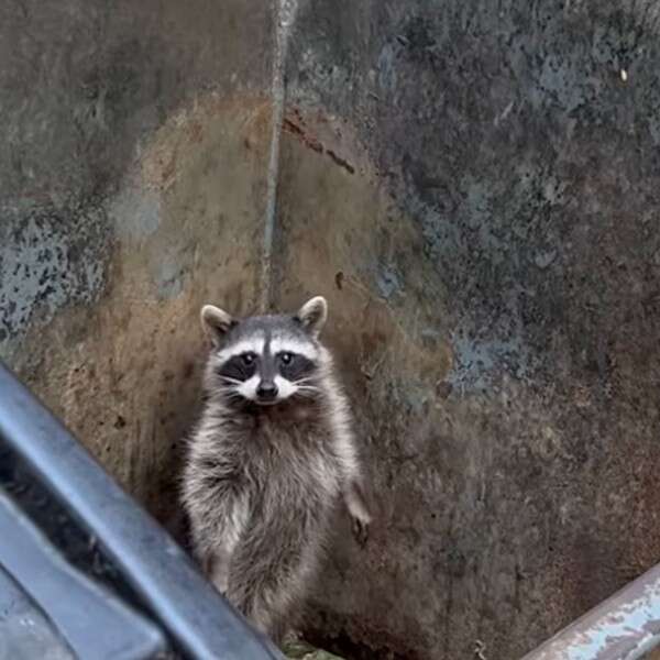 Raccoon Asks Kind Woman To Help Him Escape From Dumpster The Dodo