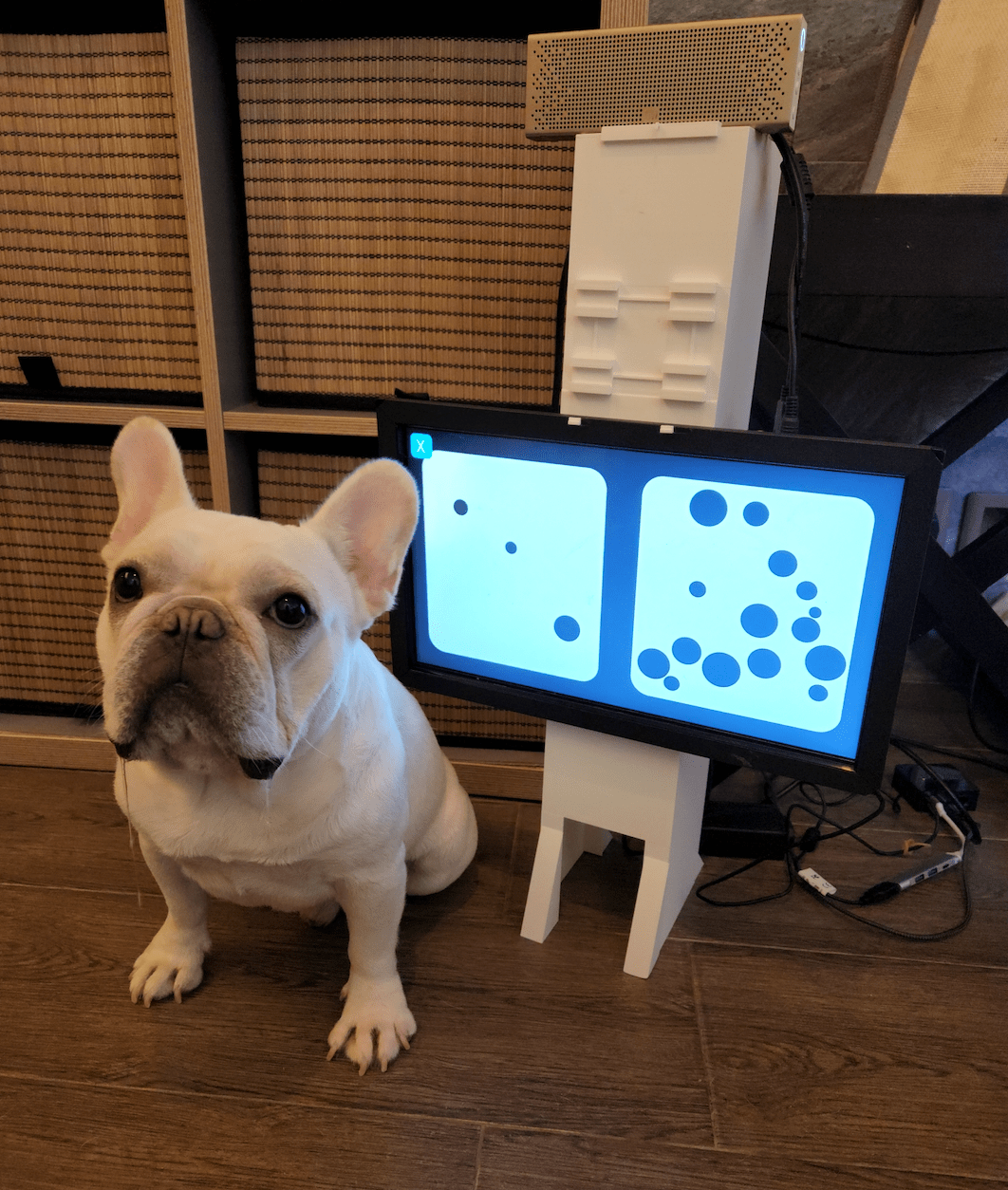 Video Game For Dogs May Help Prevent Canine Dementia DodoWell The Dodo