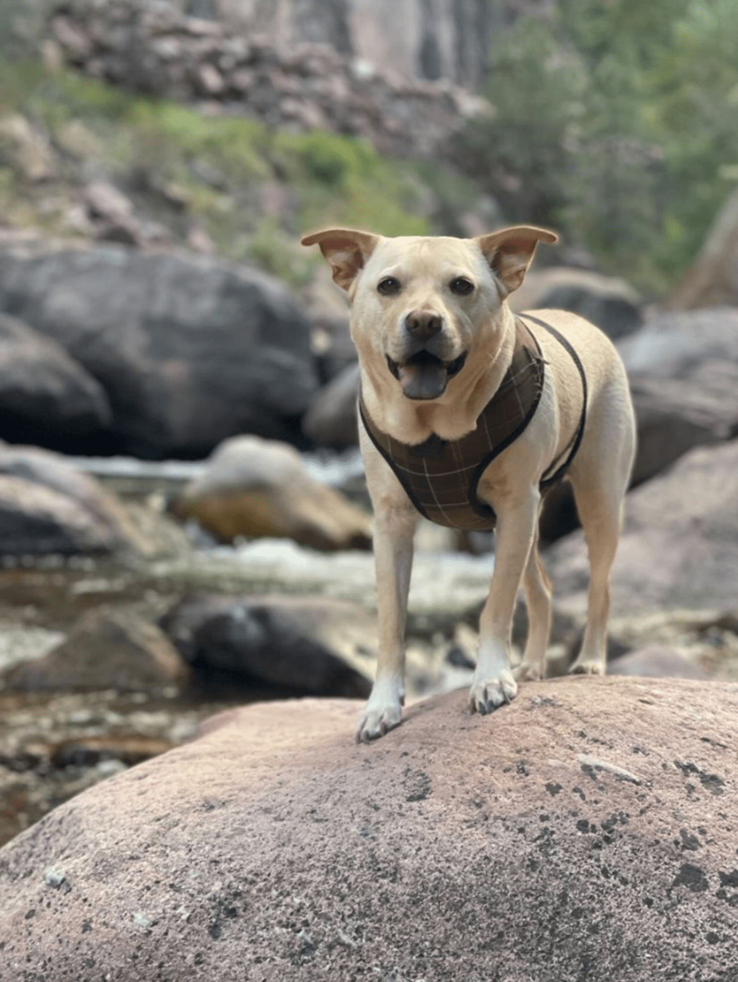 Dog Freezes When He Sees A Surprising Swimmer Paddle By The Dodo