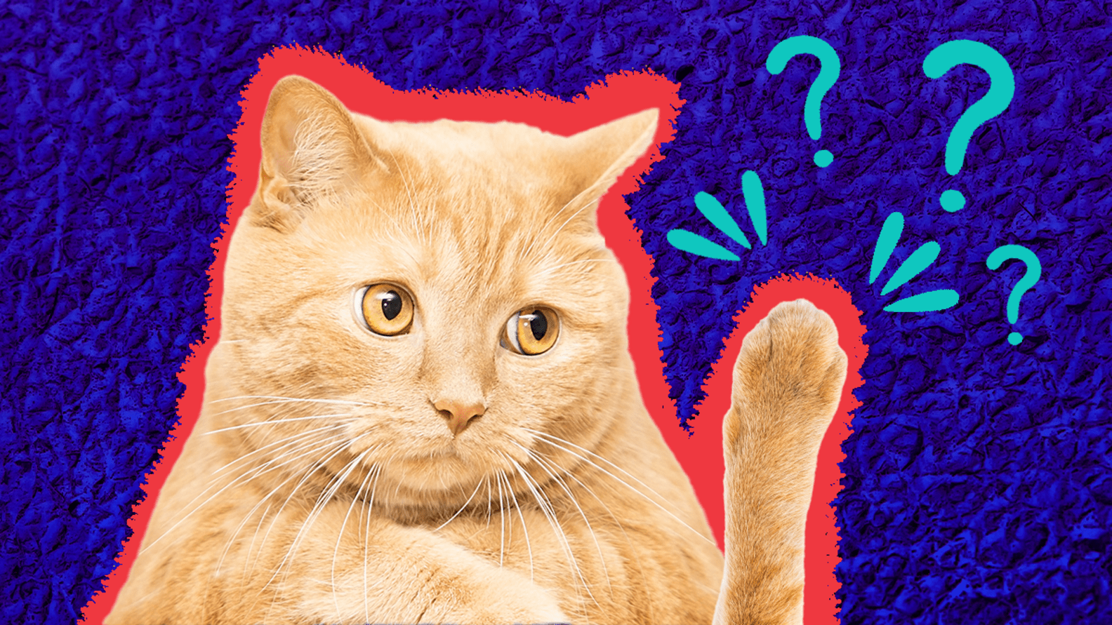 Cat Paws Everything You Need To Know To Care For Your Kitty’s Feet And Toes DodoWell The Dodo