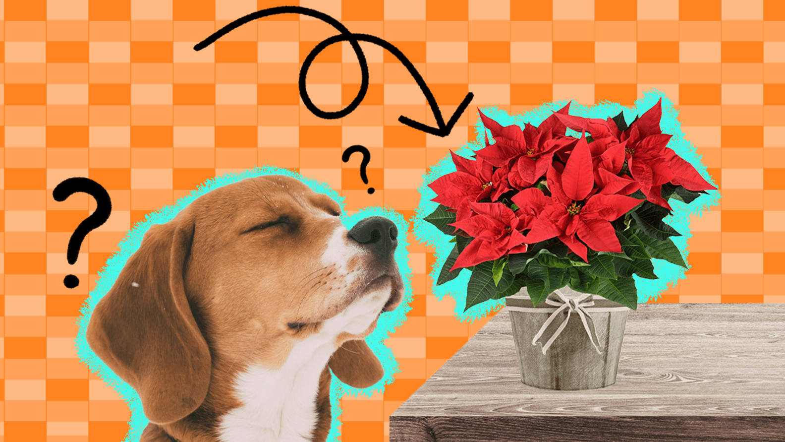 Are Poinsettias Poisonous To Dogs? A Vet Expert Weighs In DodoWell