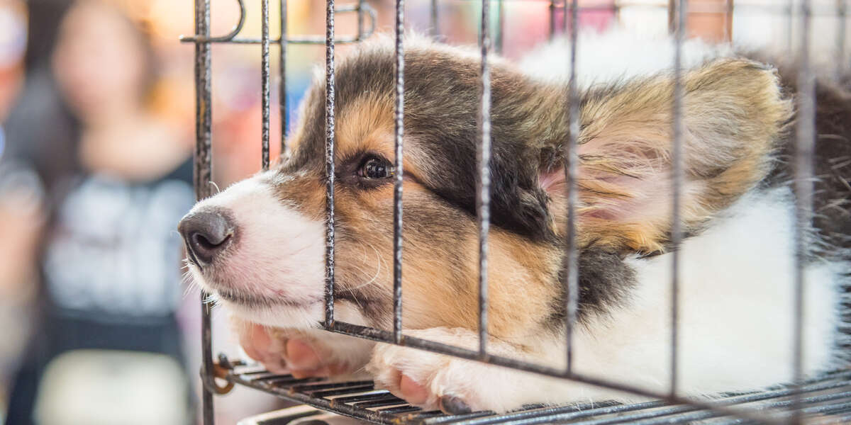 New York Pet Stores Will Soon Be Banned From The Sale of Dogs, Cats And