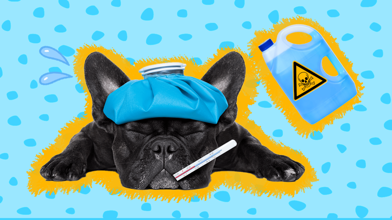 Antifreeze Poisoning In Dogs What To Know About The Symptoms