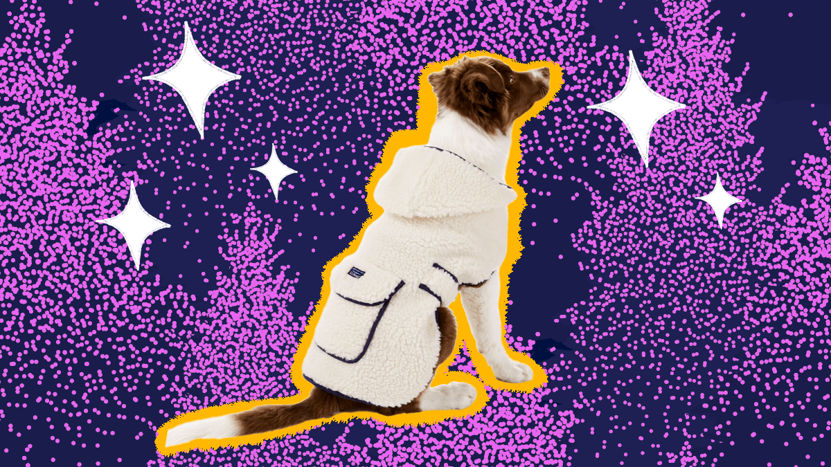 Dog Winter Coat 7 Jackets To Keep Your Pup Warm In Cold Weather