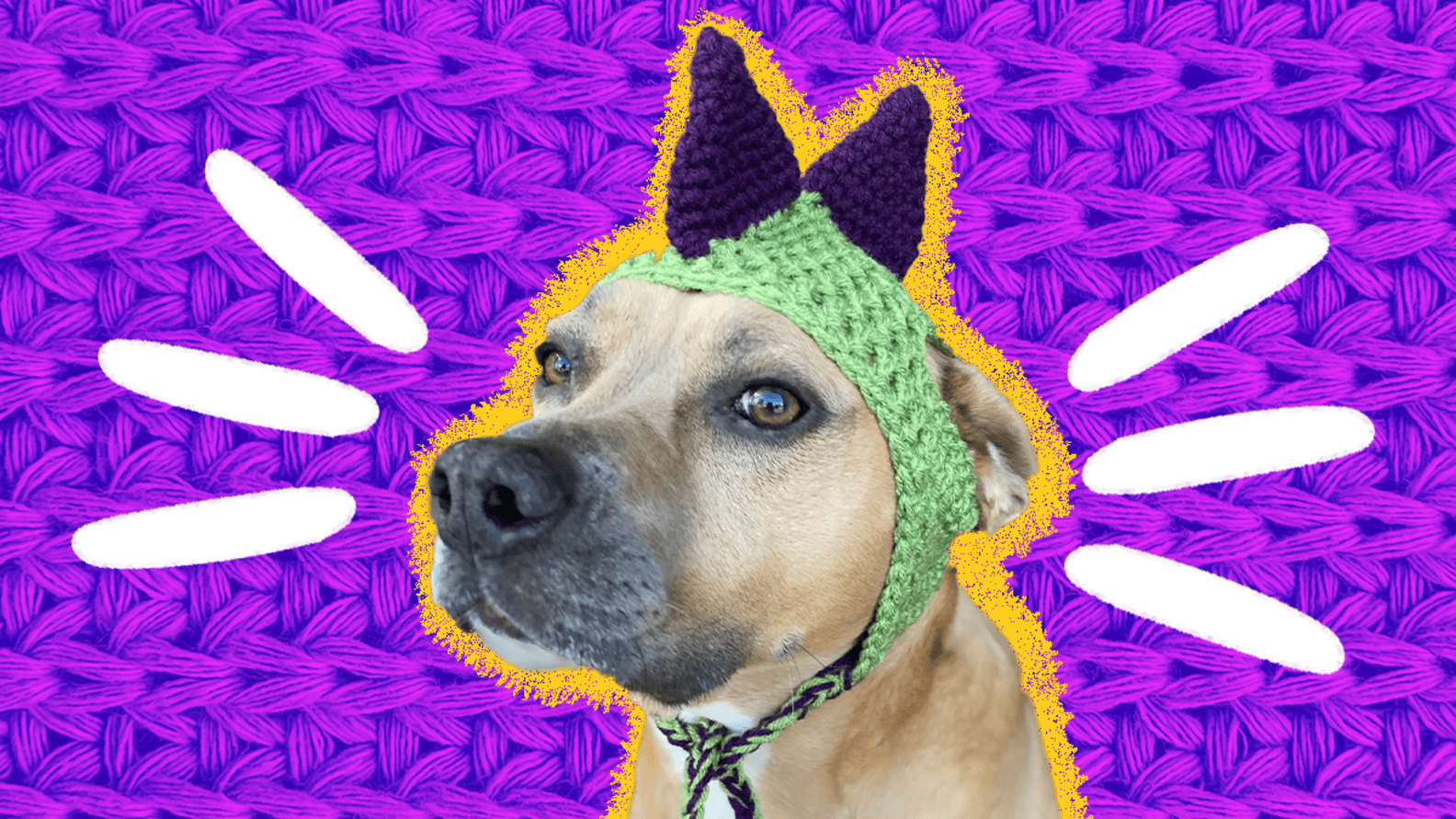 Crochet Dog Hat 11 Adorable Picks To Keep Your Pup’s Head Protected DodoWell The Dodo