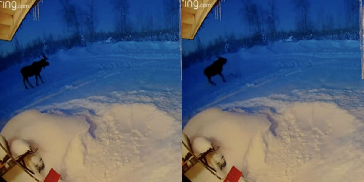 Doorbell Camera Catches Moose's Antlers Falling Off The Dodo