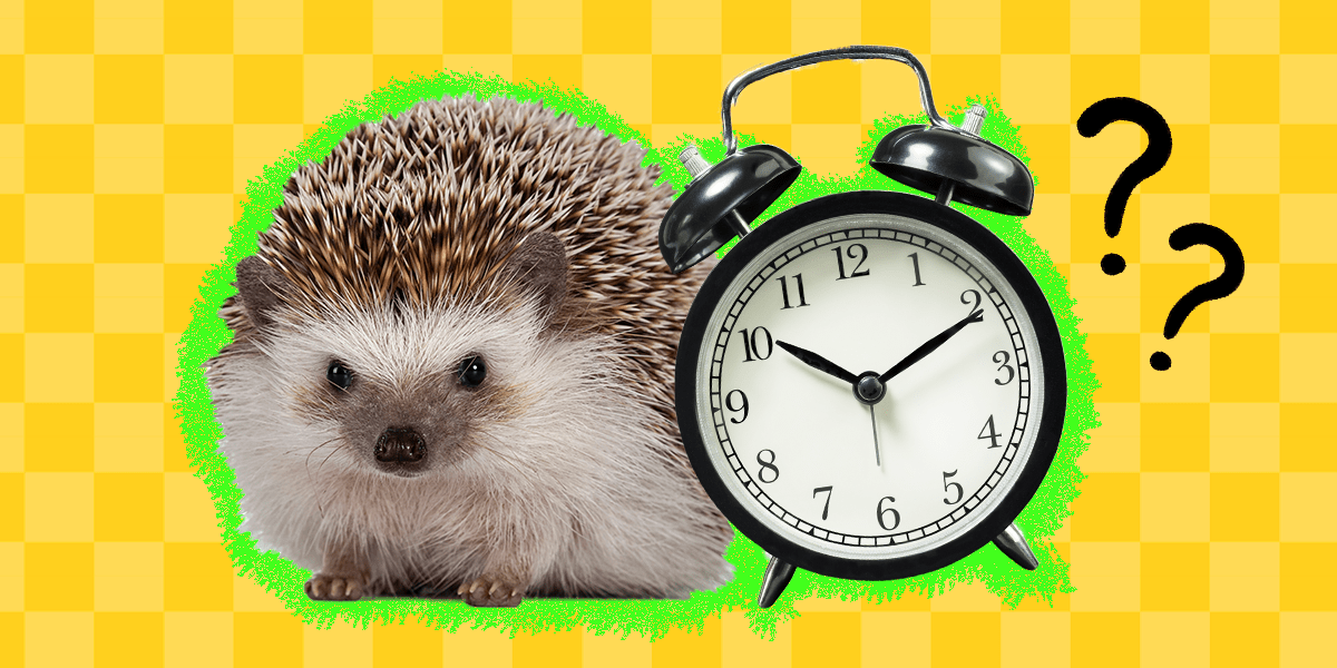 How Long Do Hedgehogs Live? A Vet Weighs In DodoWell The Dodo