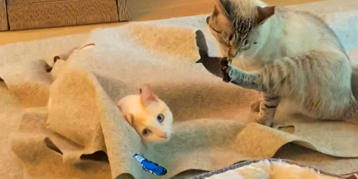 Cat Hates The New Kitten Until... ️ Videos The Dodo