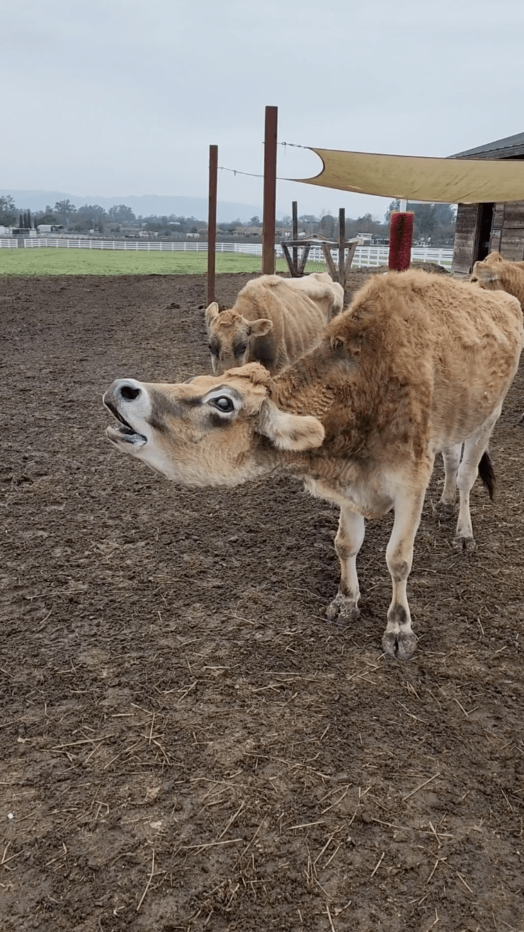 Rescue Cow Won't Stop Crying Until She Gets Her Favorite Thing Back