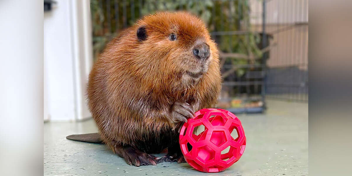 Rescued Beaver Creates A Clever System For Cleaning Up Her Room The Dodo