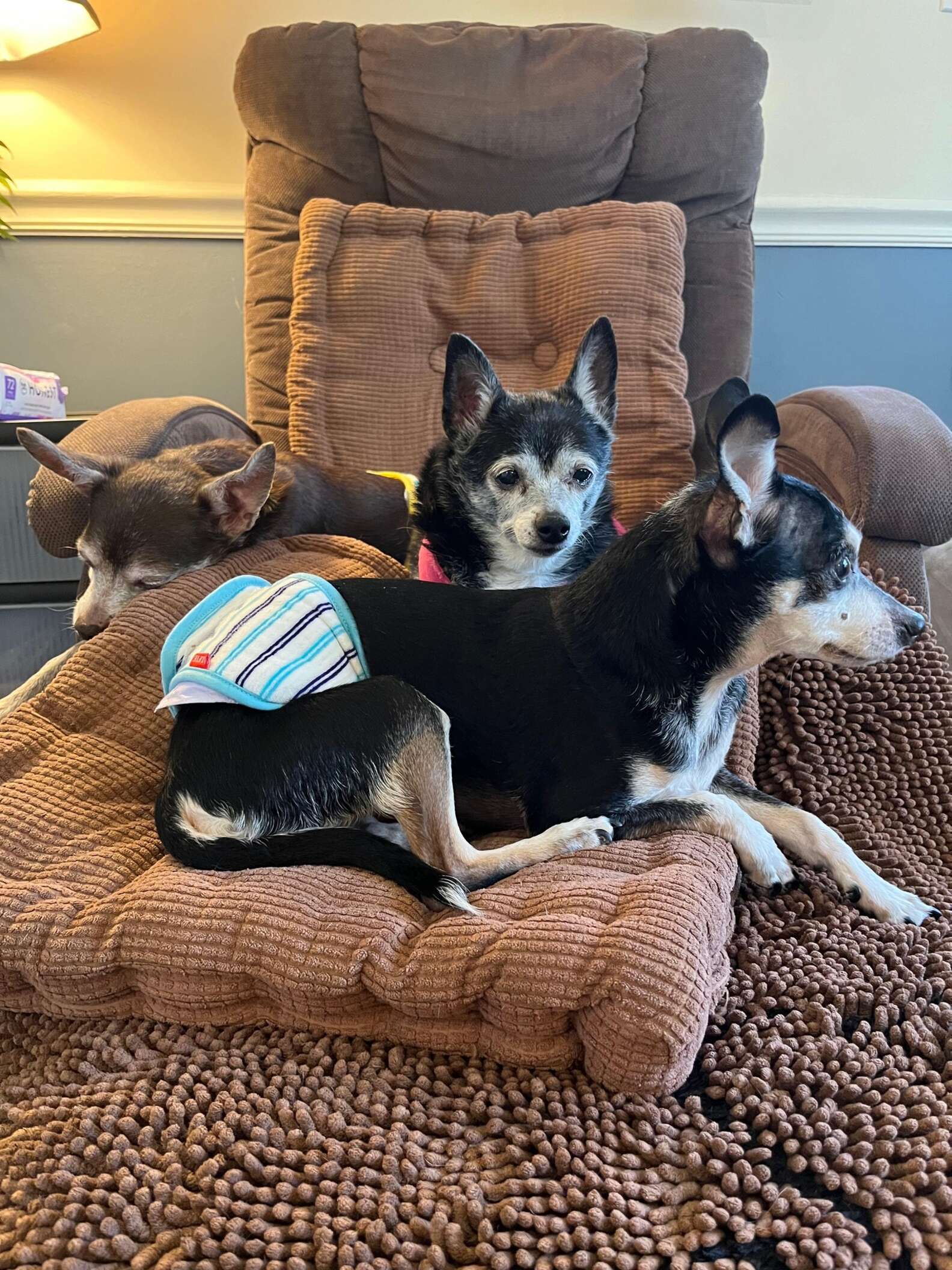 Woman Rushes To Save 15YearOld Dog And Her 13YearOld Sons From