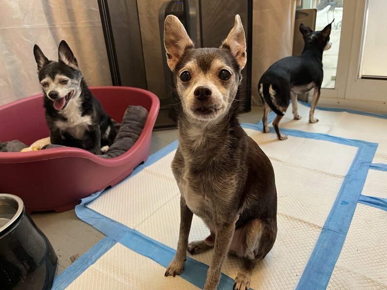 Woman Rushes To Save 15YearOld Dog And Her 13YearOld Sons From