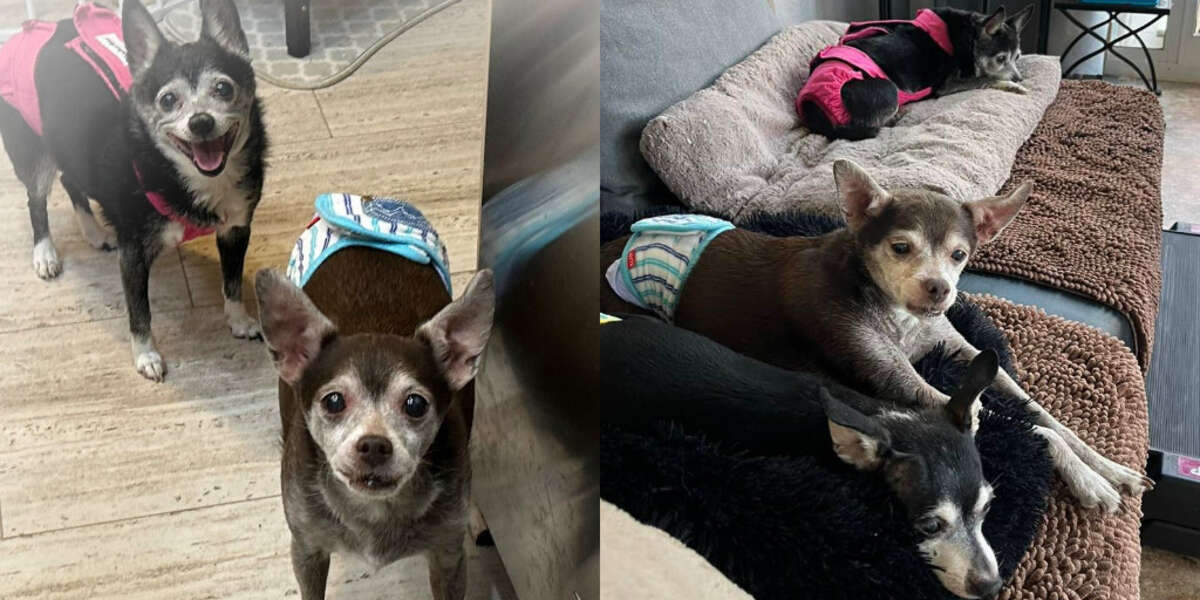 15YearOld Dog And 13YearOld Sons All Saved From Being Put Down