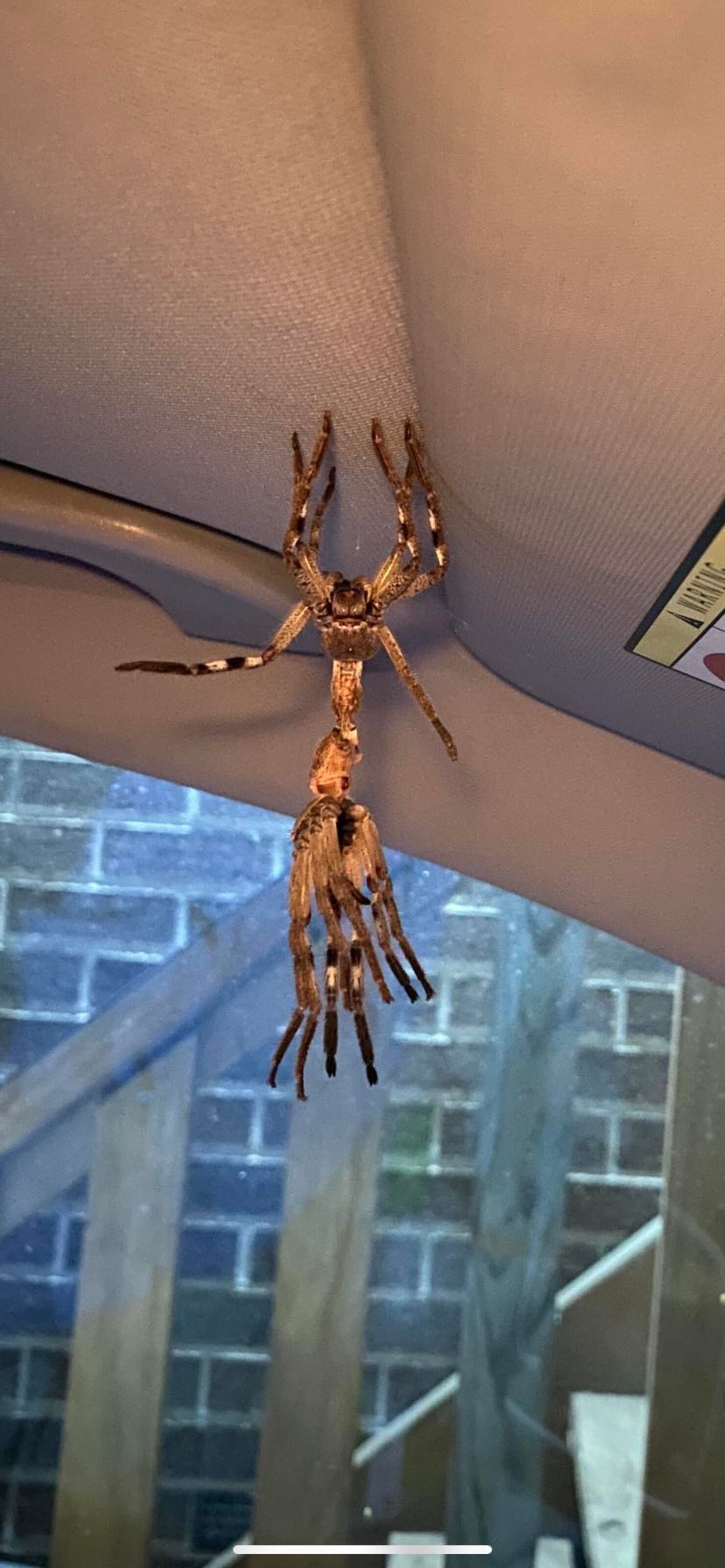 Guy Opens Car Door And Spots A Giant Spider At An Awkward Moment The Dodo