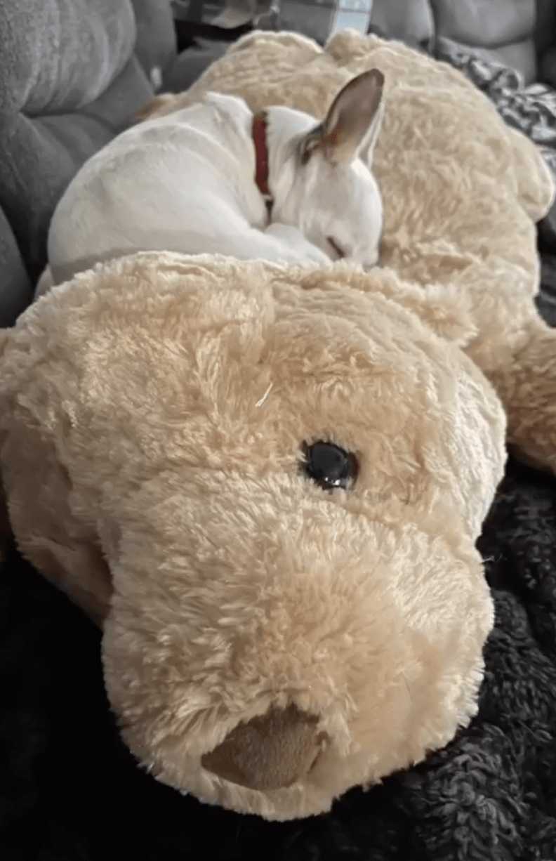 Tiny Dog Grieving Loss Of Best Friend Snuggles Up To Toy That Looks