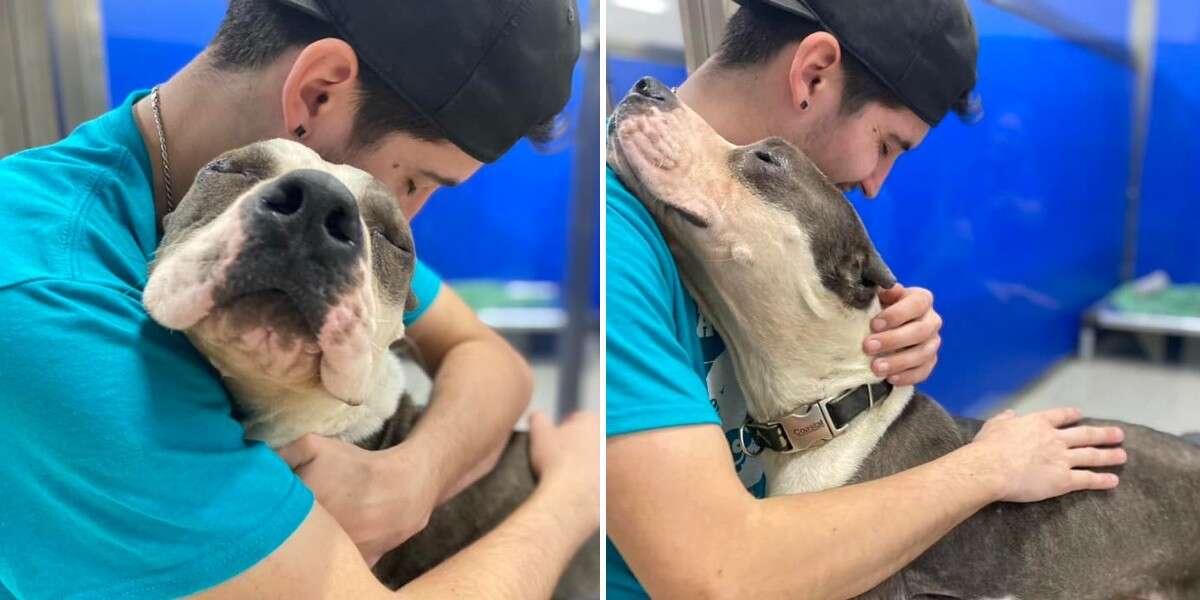 ‘Grateful’ Shelter Dog Thanks All His Rescuers With Loving Hugs The Dodo