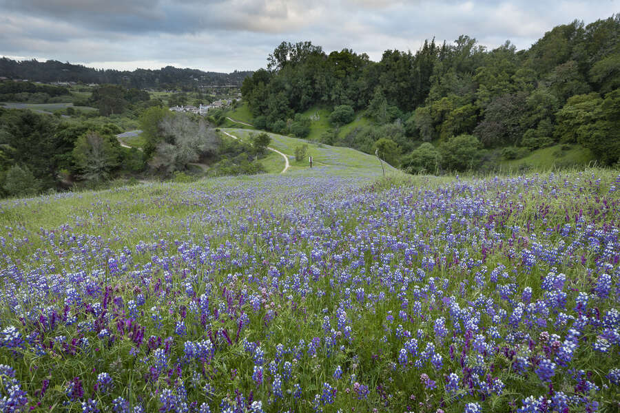 Wildflower Fields Near San Francisco Bay Area Thrillist