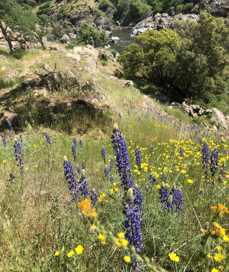 Wildflower Fields Near San Francisco Bay Area Thrillist