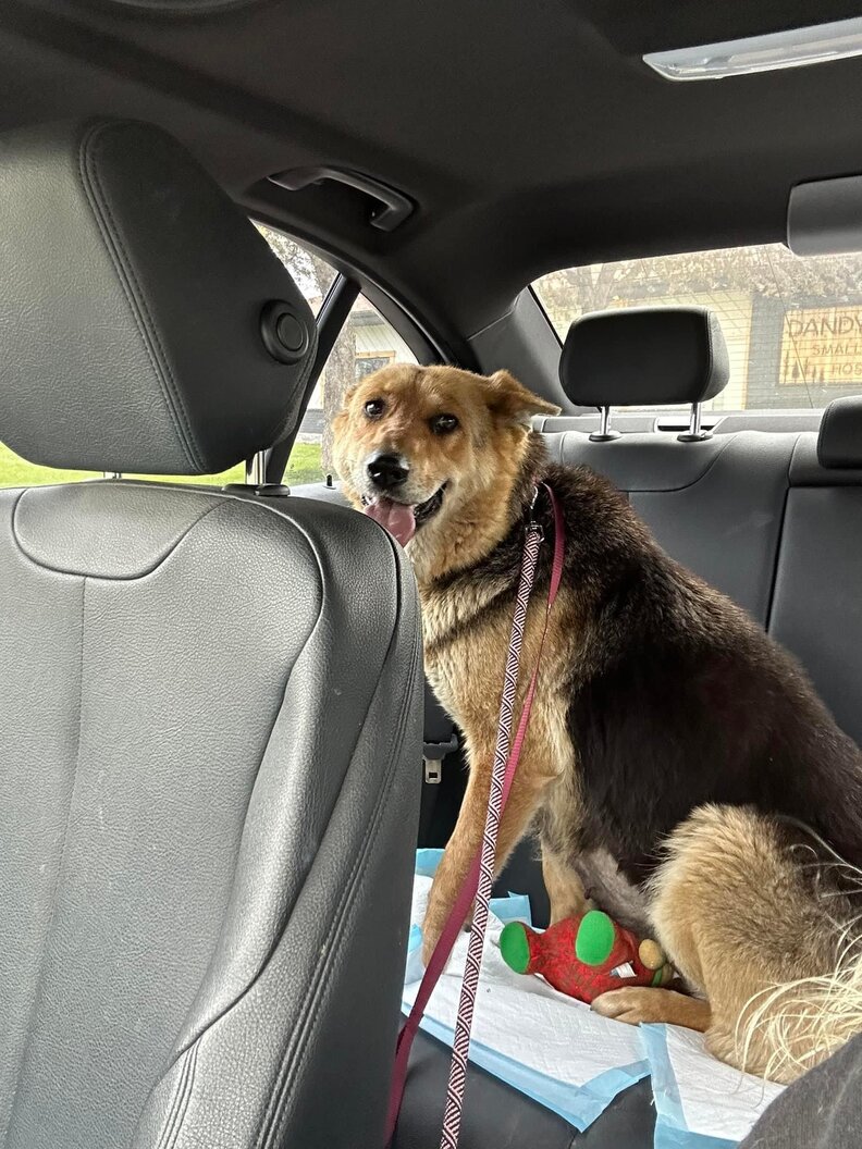 Grieving Stray Dog Refuses To Let Go Of Her Favorite Stuffed Toy The Dodo