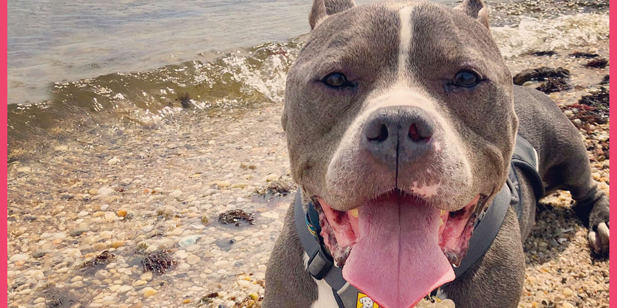 Hurt Dog Walks Again Thanks To Hero And Some Peanut Butter Videos