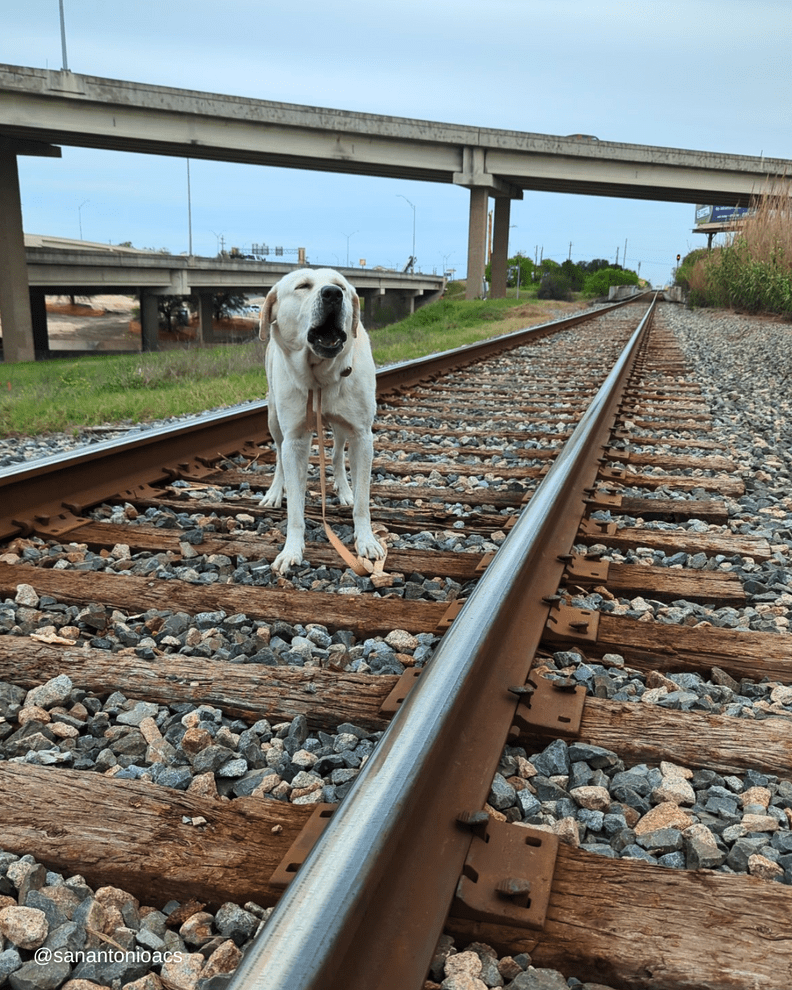Good Samaritan Finds Dog Stuck To An Active Train Track And Rushes To