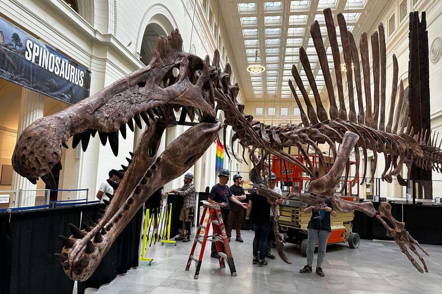 How to See the Spinosaurus at Chicago Field Museum Thrillist